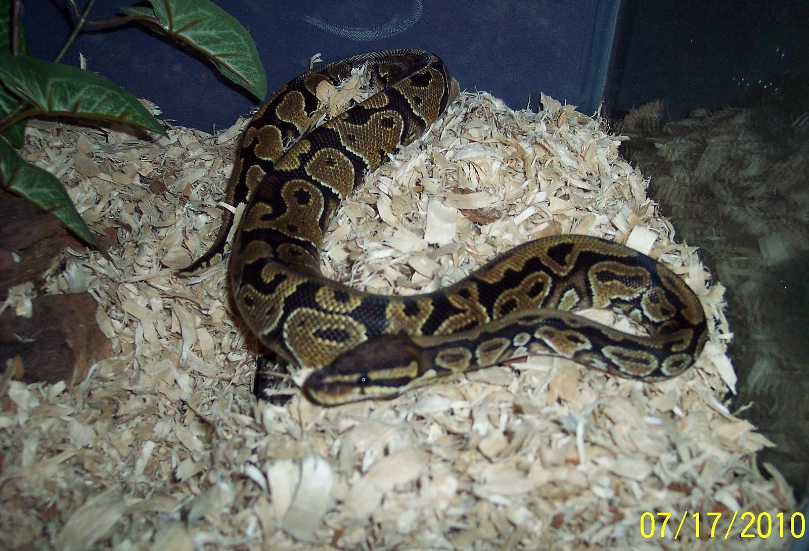 Sammie exploring new tank