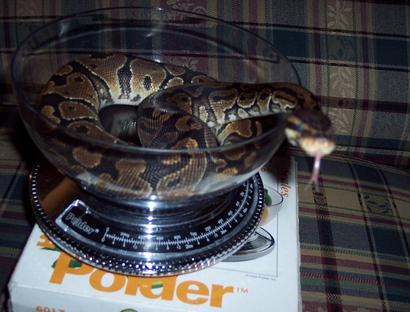 Sammie's Aug 2010 Weigh-in