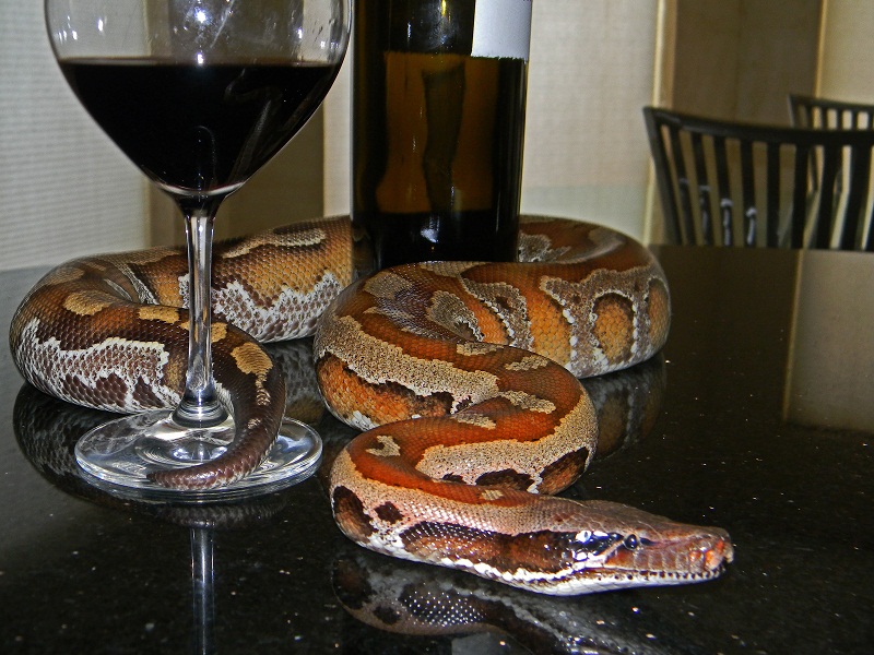 Red Blood around some Red Wine