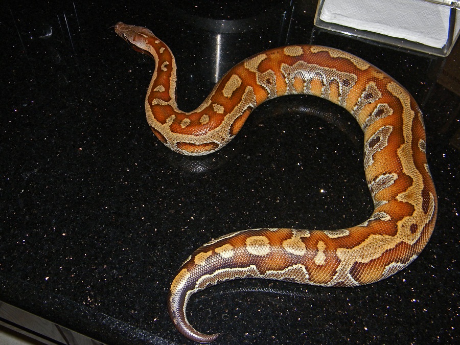 Scarlet on the gold granite counter