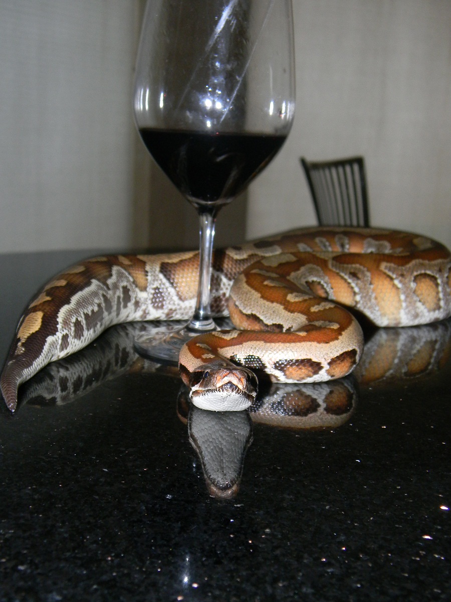 Scarlet and a Glass of Red Wine