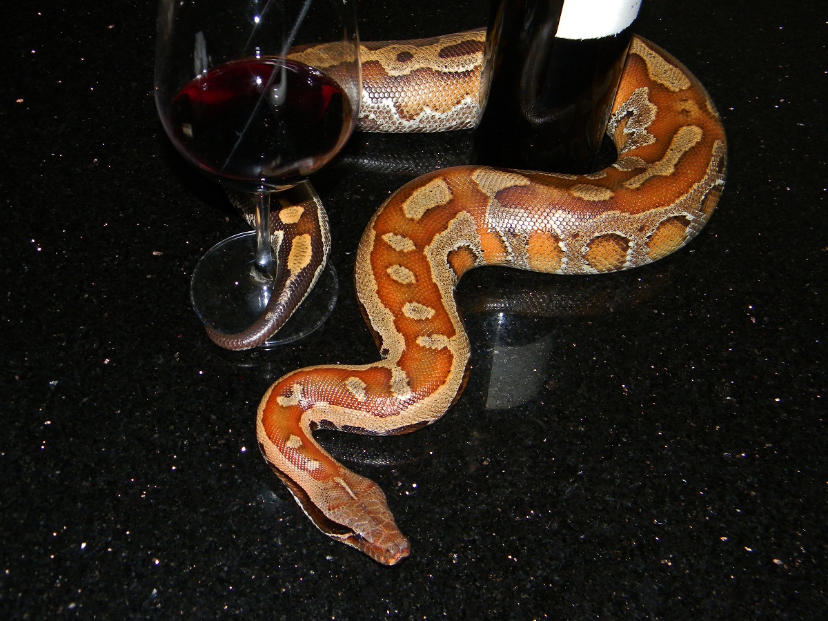 Scarlet wrapped around some Red Wine