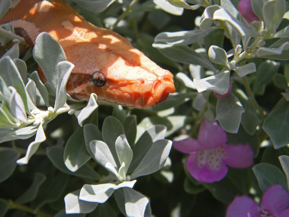 Blood Python thinks he's a Green Tree Python
