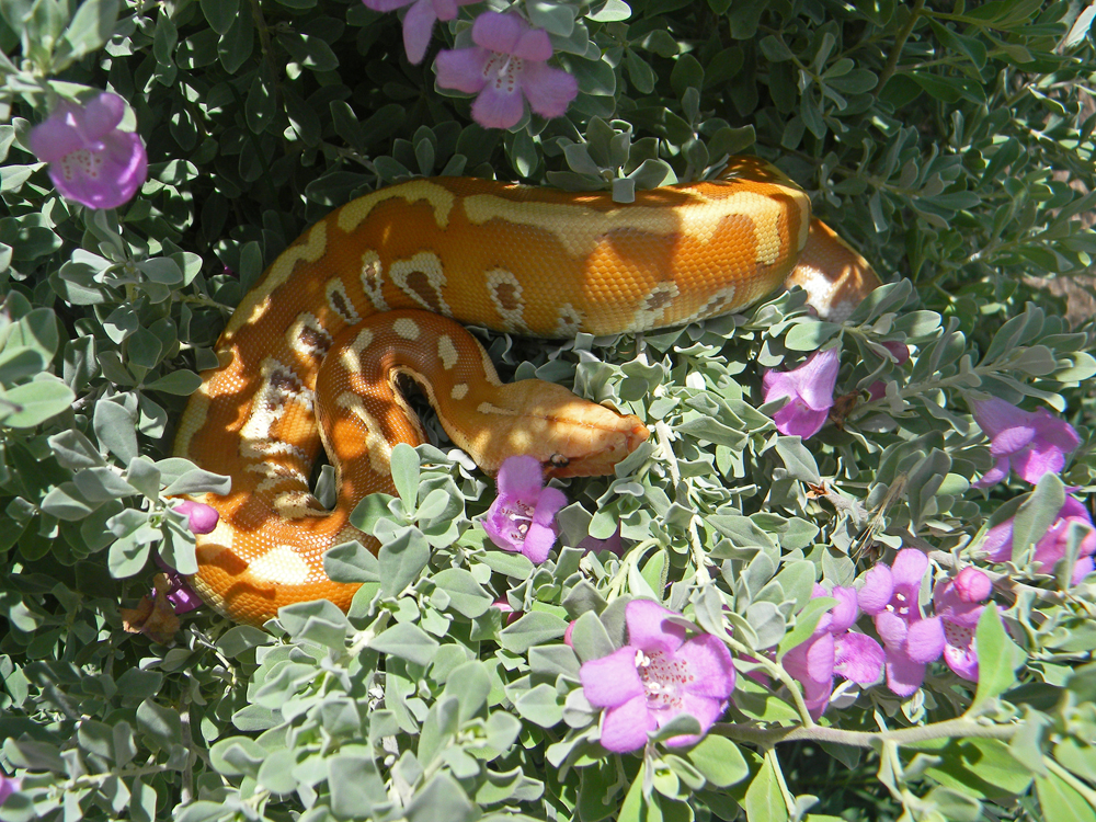 Blood Python thinks he's a Green Tree Python