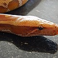 Male Albino Red Blood Python