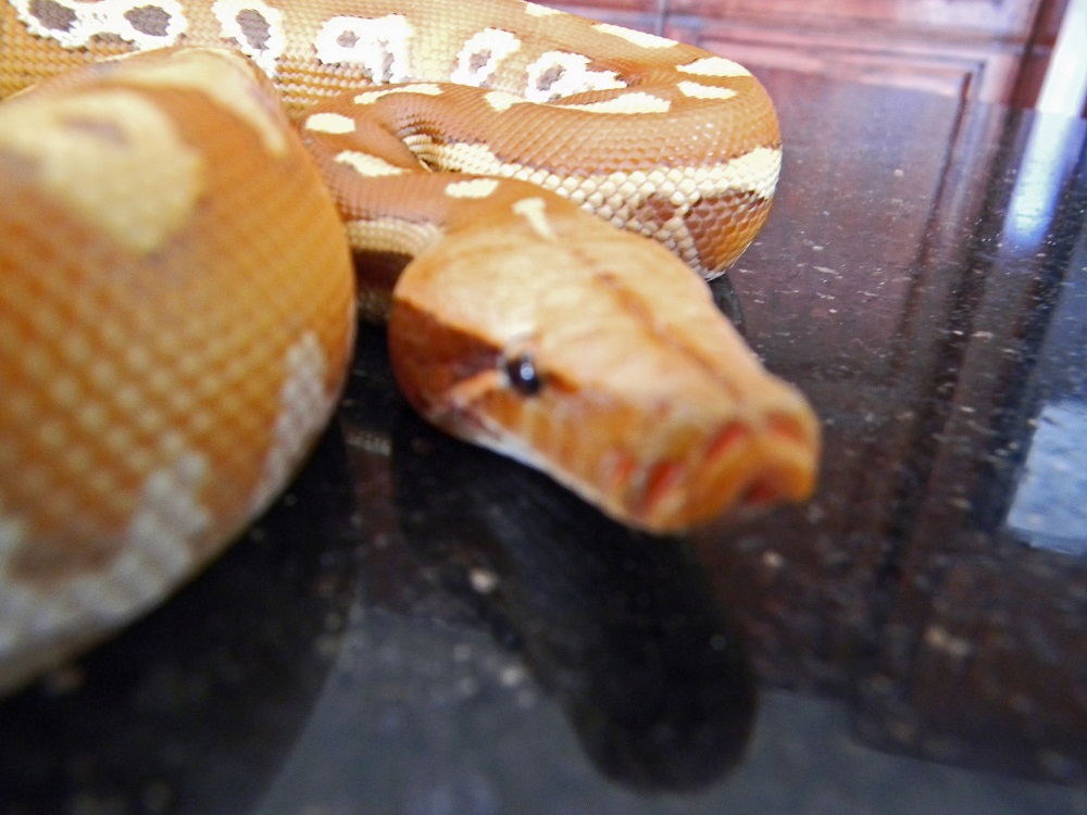 Male Albino Red Blood Python