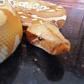 Male Albino Red Blood Python