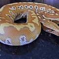 Male Albino Red Blood Python