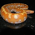 Male Albino Red Blood Python