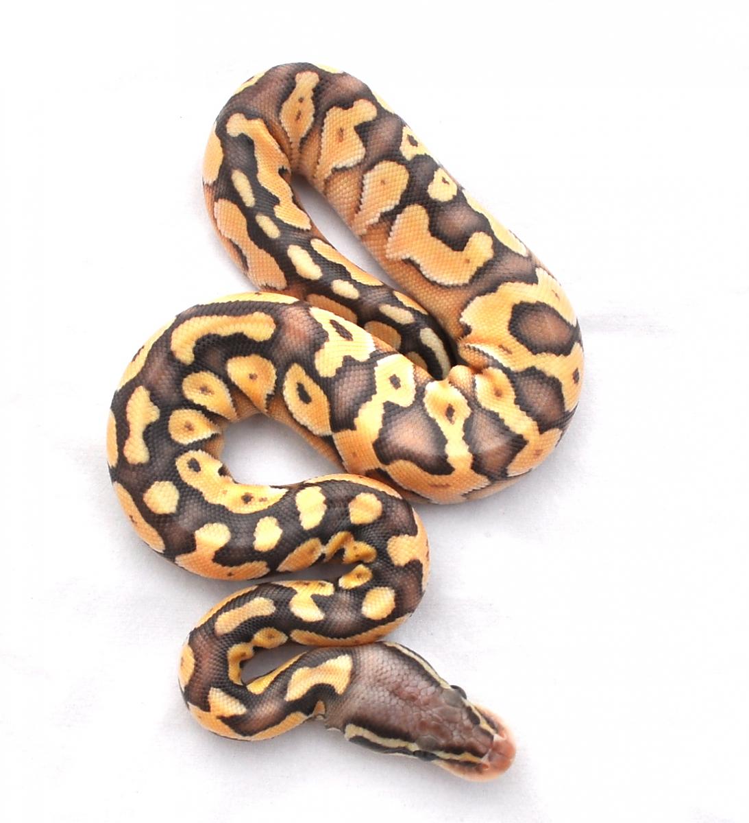 Pastel Lesser