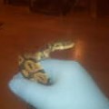 tyson