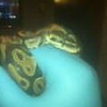 tyson