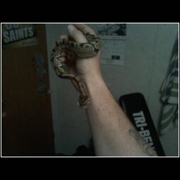 my bp riddick