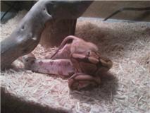 Turkey feeding