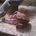 Turkey feeding