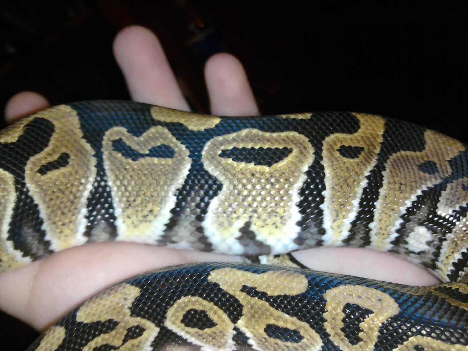 BP