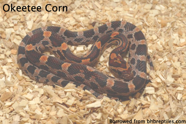Okeetee Corn