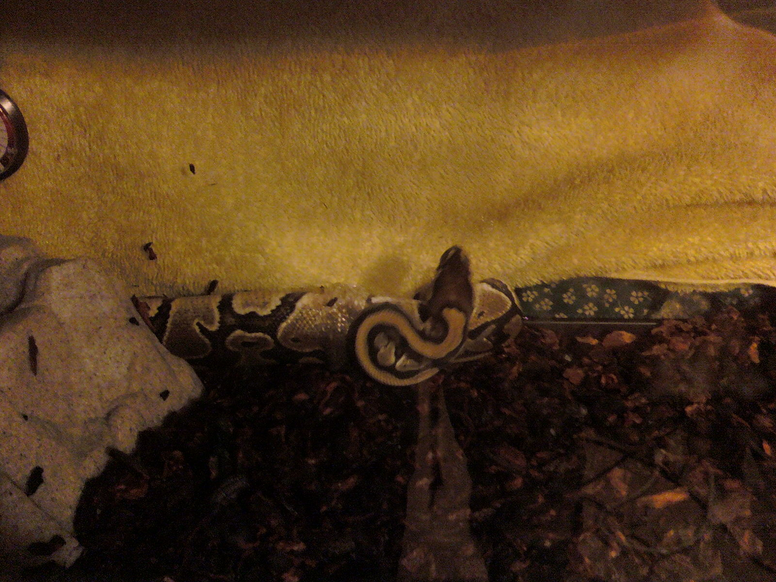 Clarabelle shedding 2