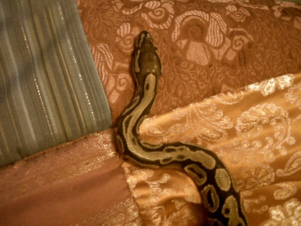 My bp - Kezia
