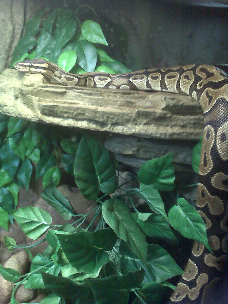 My bp - Kezia