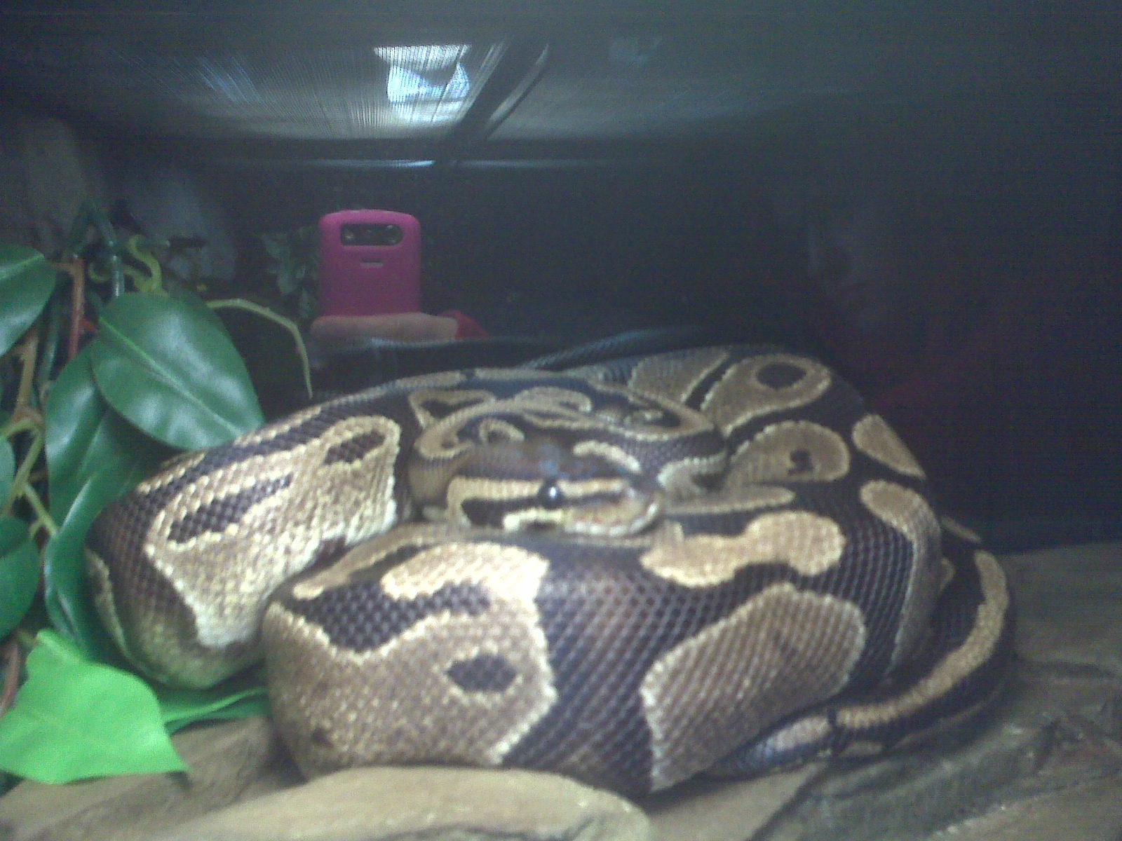 My bp - Kezia