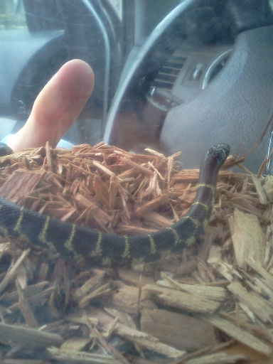 My Snakes