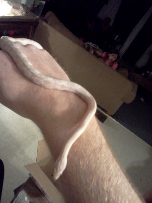 My Snakes