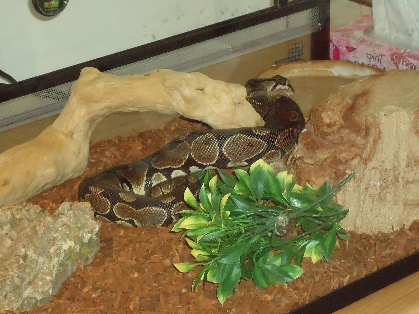 pics of Arnold, Cuddles and Shannon