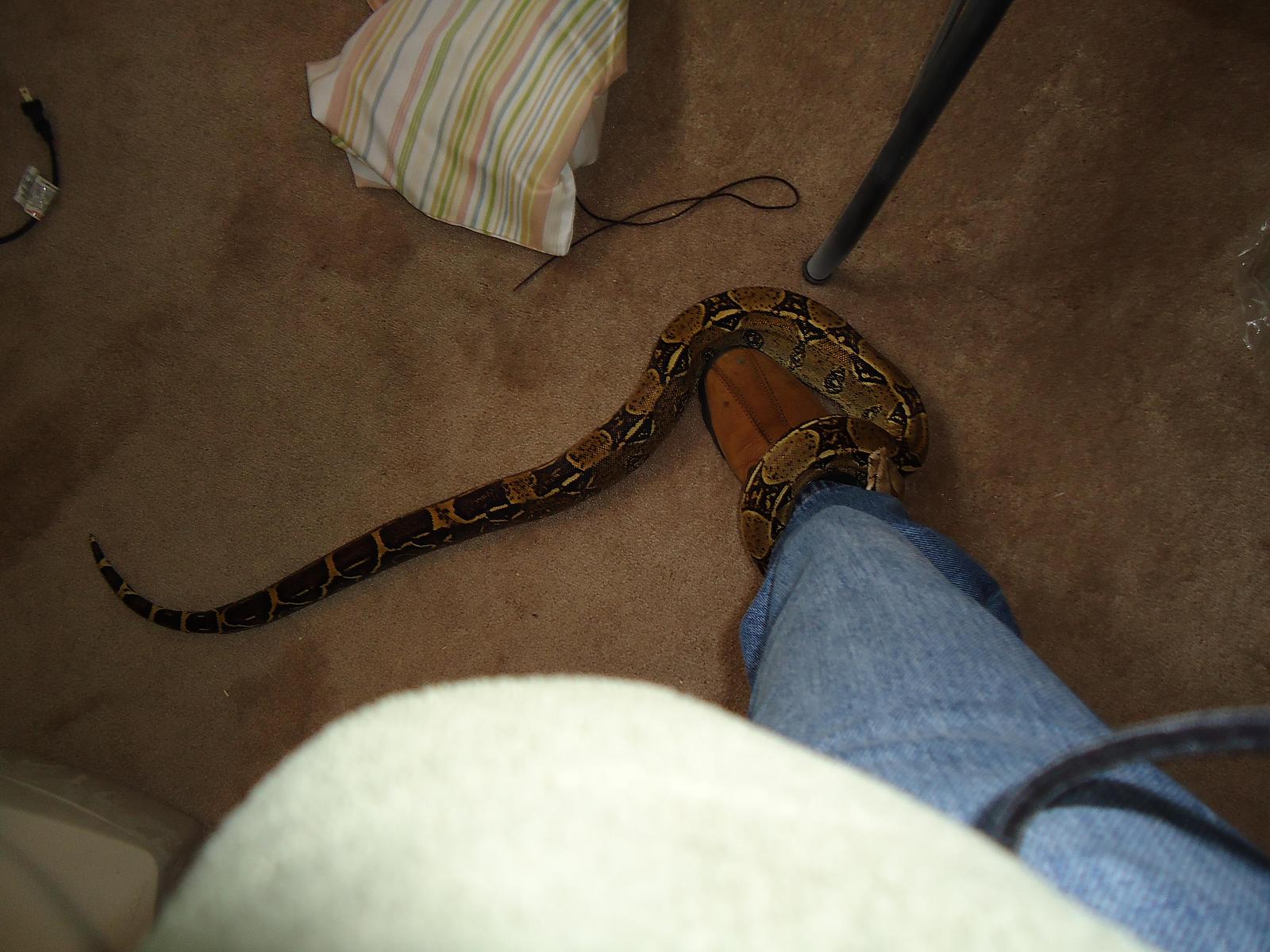 buffy comes home