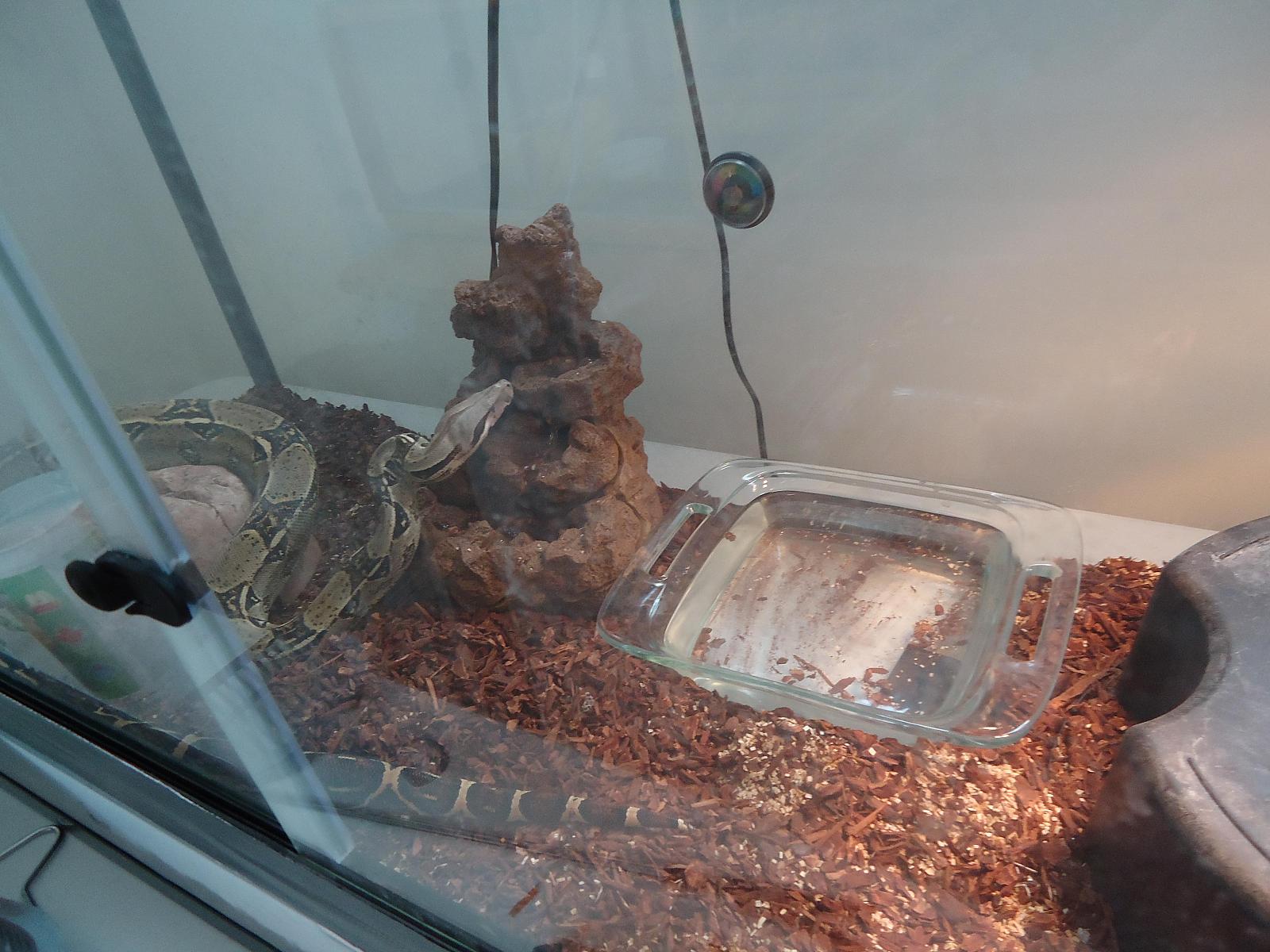 buffy in her new home gonna need a bigger one soon