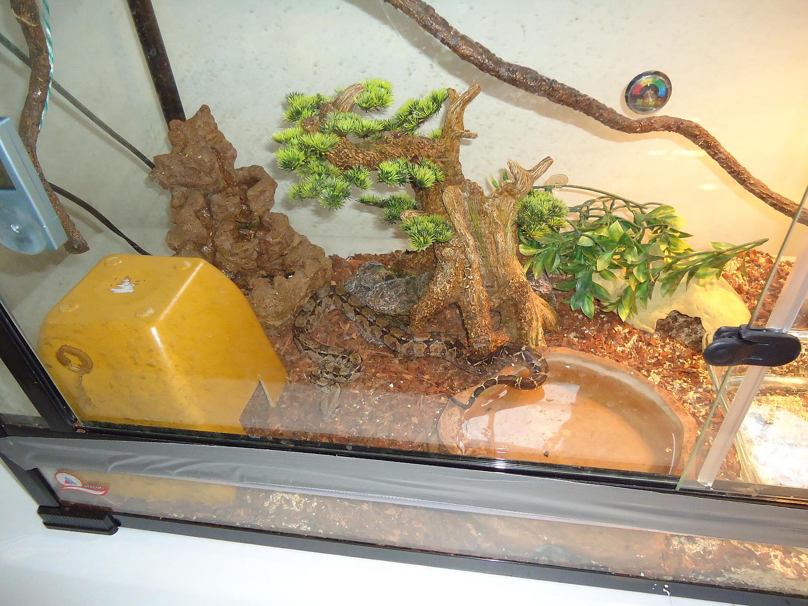 dexter exploring his new digs