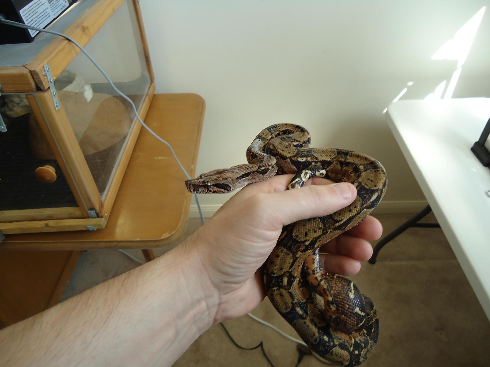 dexter in hand 2