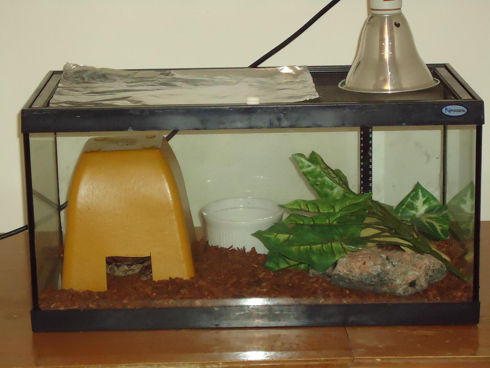 dexter s temp digs