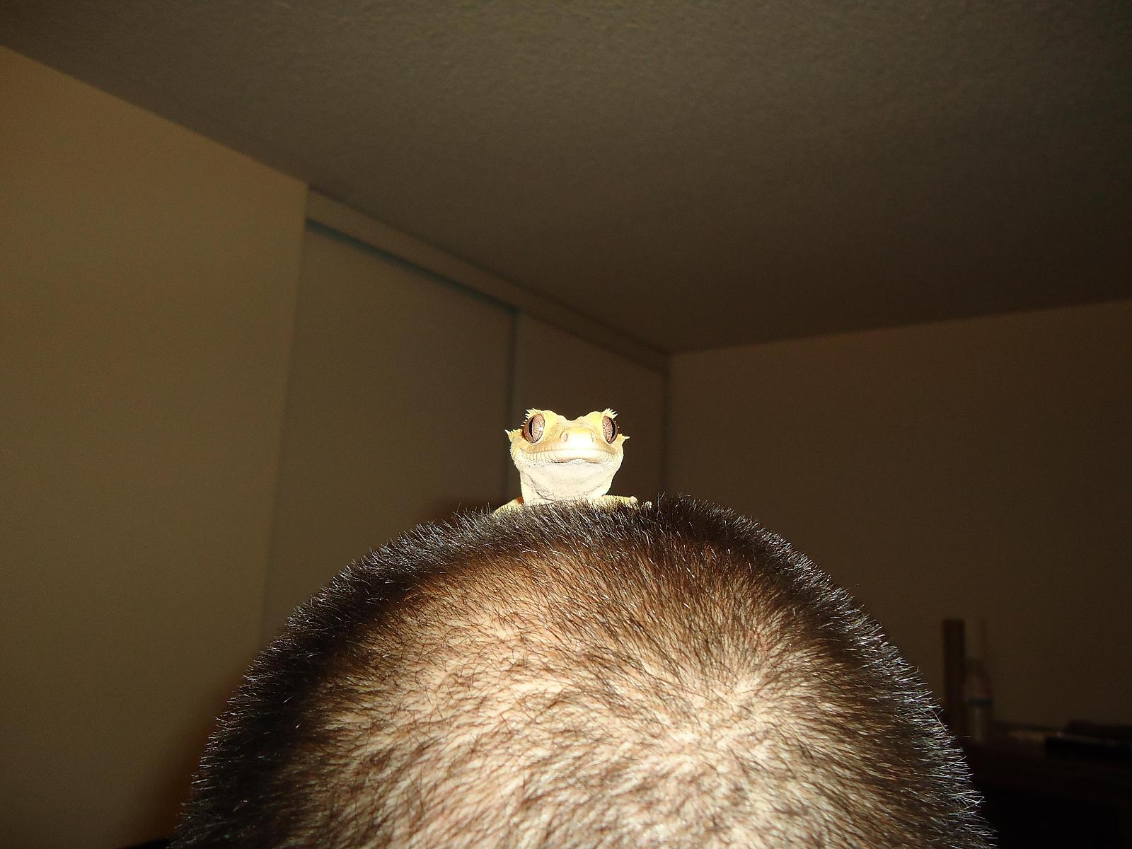 gecko on head