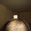 gecko on head 84793