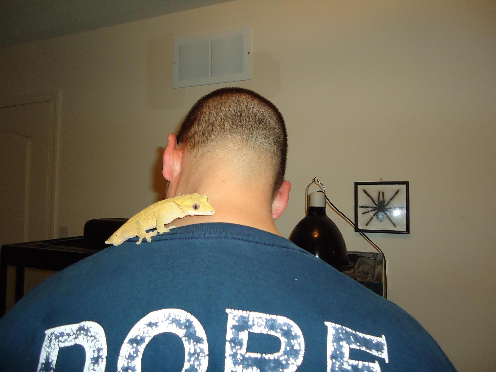 gecko on shoulder 211643