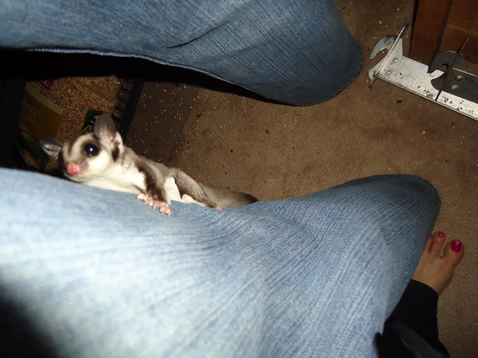 glider 2