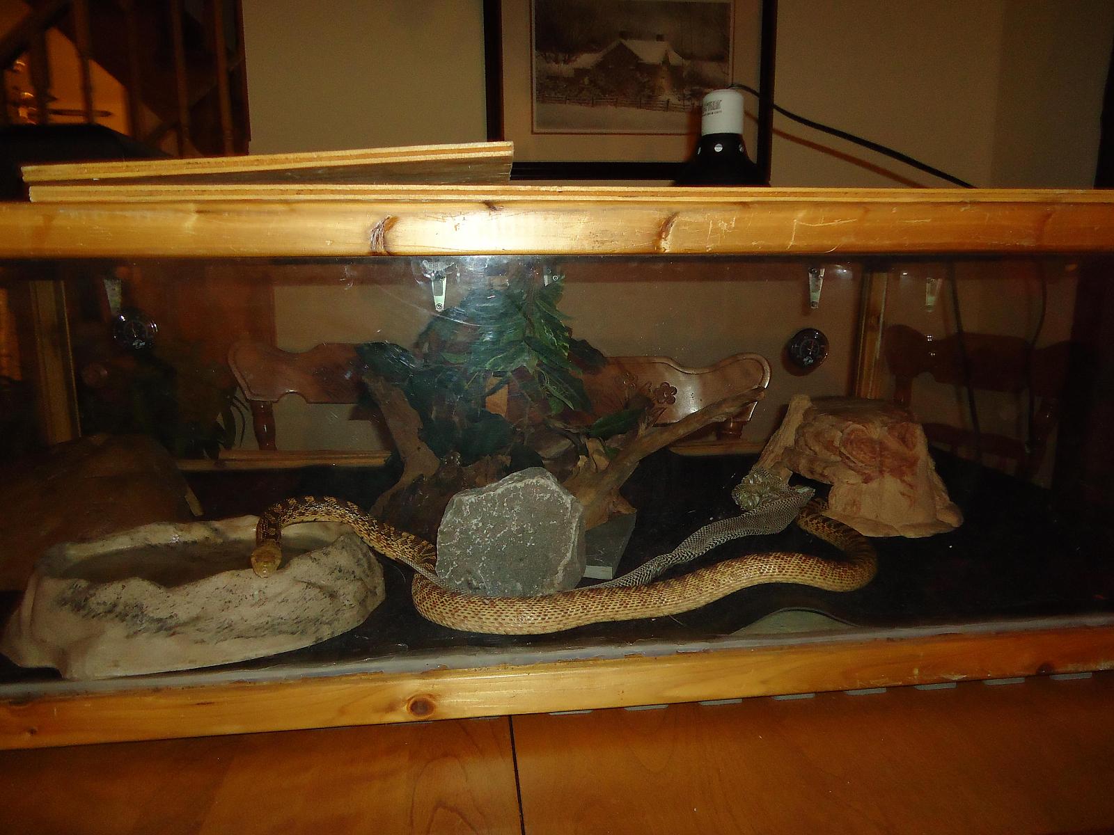 shannon just shed