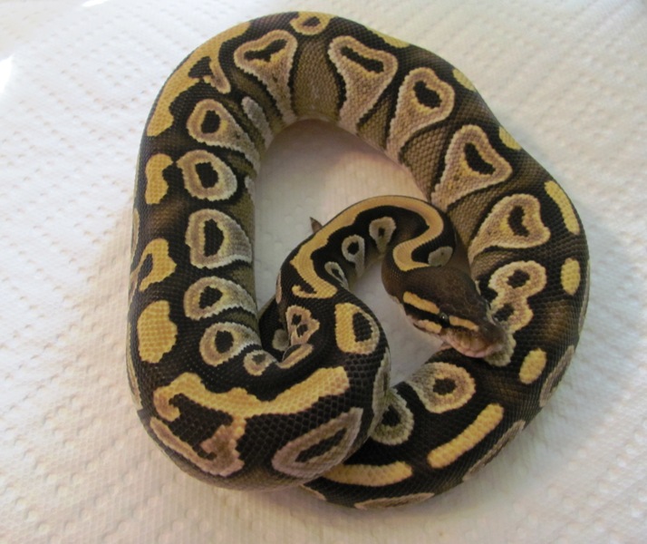 Mojave Girl