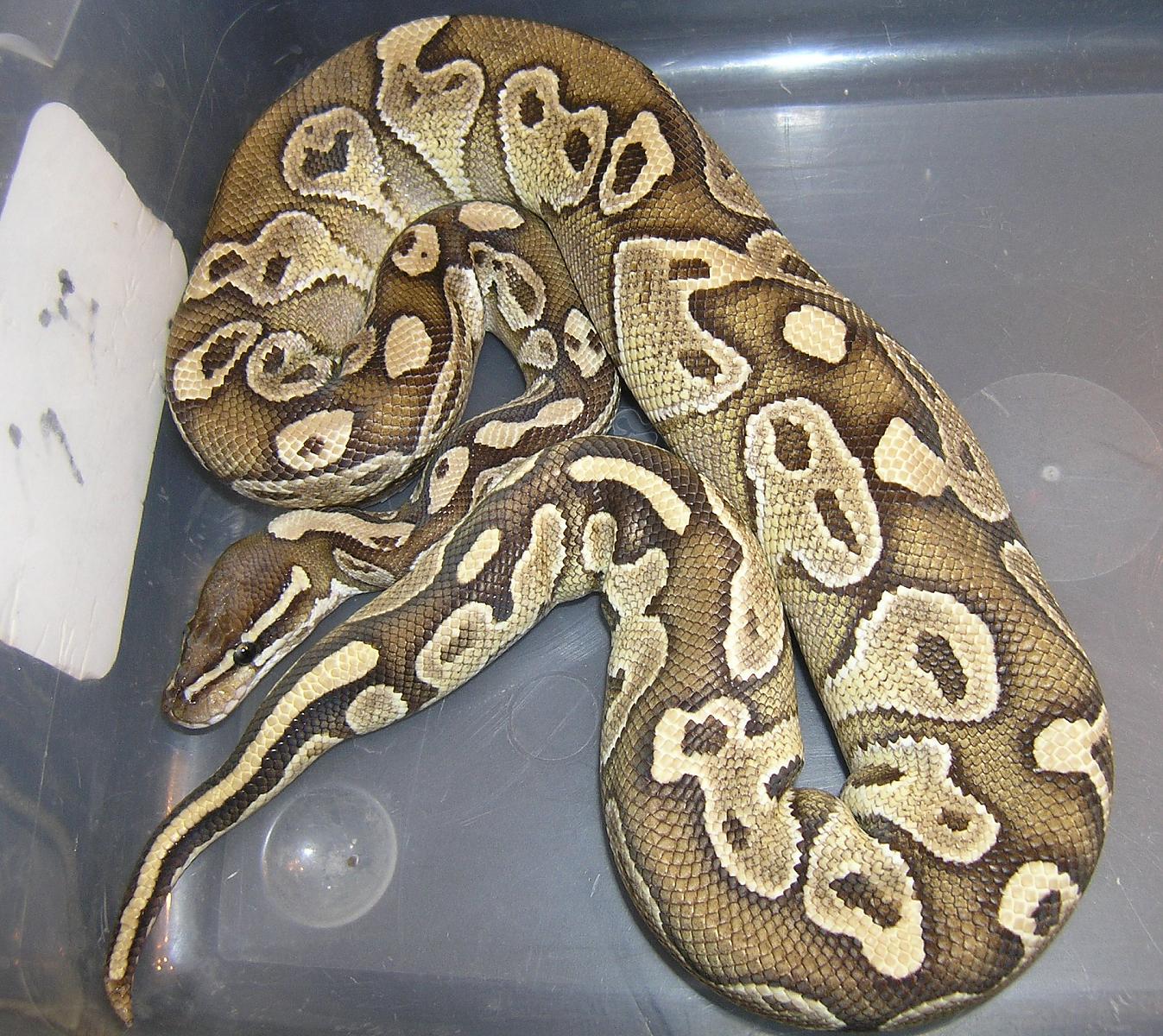 Butter