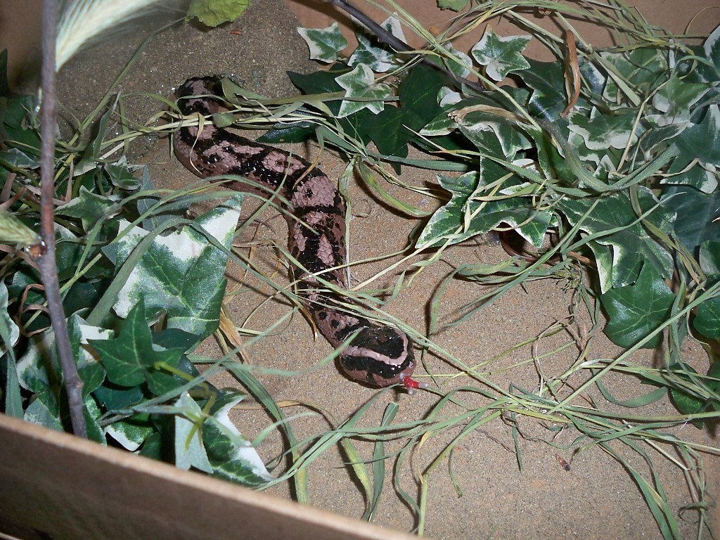 Aiden's Diorama
