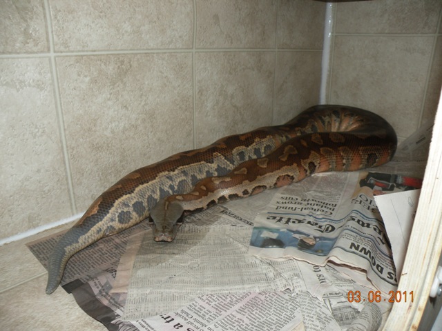 Female Red Blood