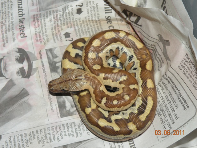 Female Red Blood