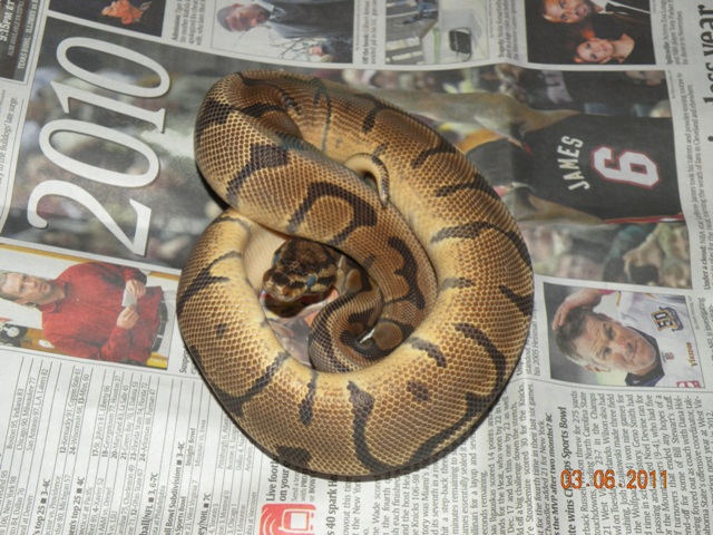 Female Woma