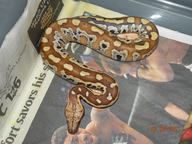 Male Red Blood