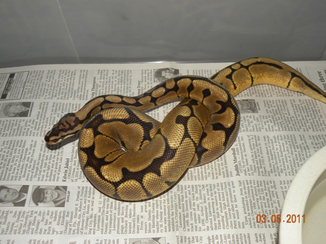 Male Woma