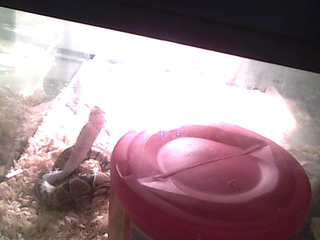 Loki & His Tank