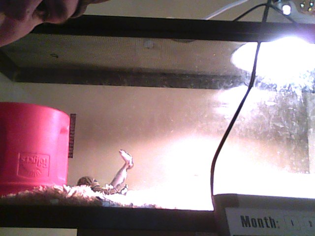 Loki & His Tank