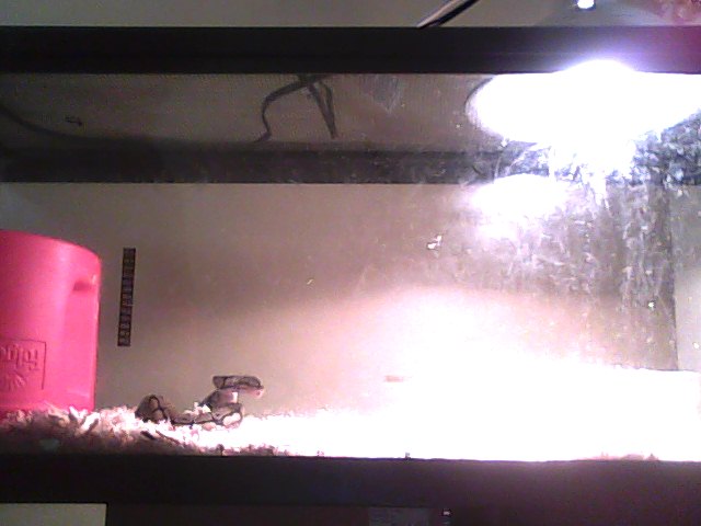 Loki & His Tank