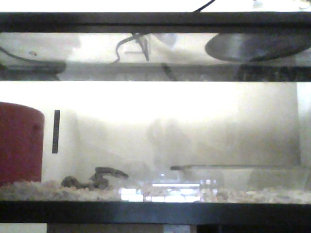 Loki & His Tank
